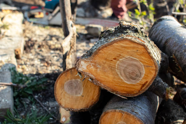 How Our Tree Care Process Works  in  Center Line, MI