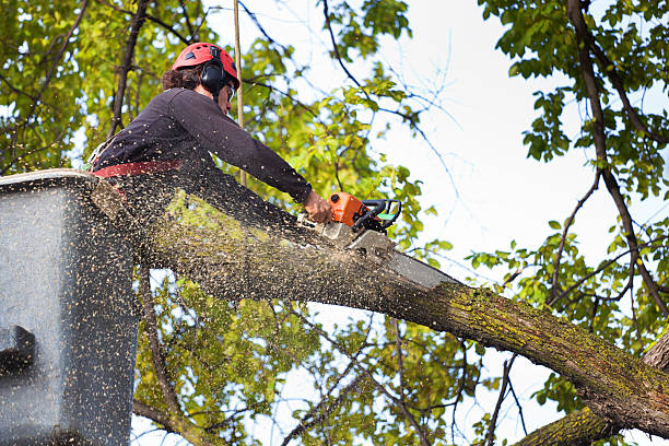 Trusted Center Line, MI Tree Care Experts